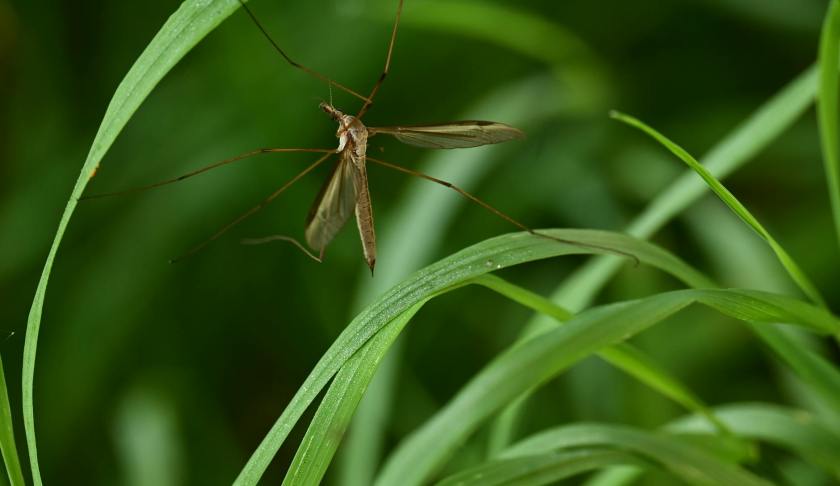 mosquito in grass
